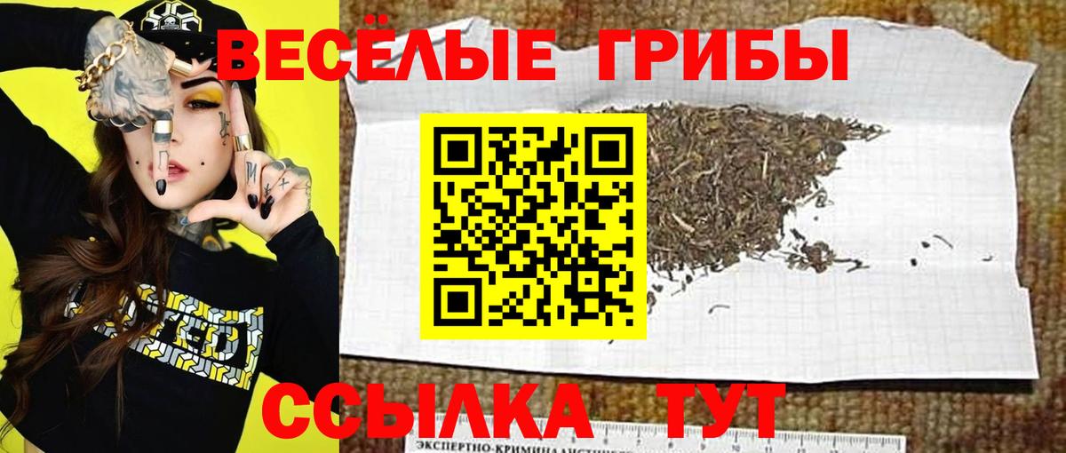 Галлюциногенные грибы GOLDEN TEACHER Чернушка